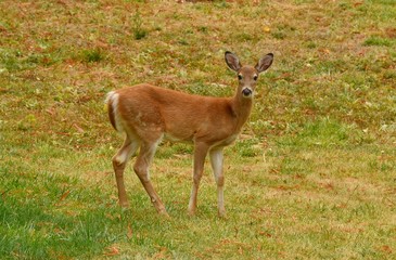 Young whitetail deer losing it's spots