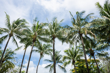 Naklejka na ściany i meble palm tree in a blue sky