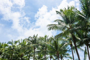Fototapeta na wymiar palm tree in a blue sky
