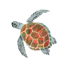 Sea turtle watercolor isolated . Sea turtle on white background. Watercolor hand painted illustration of a Sea turtle.