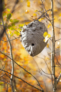 Paper wasp nest