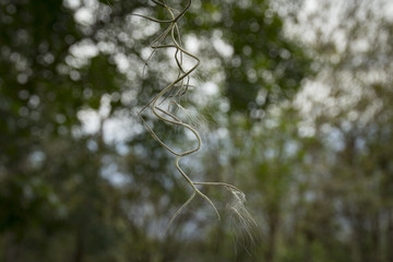Planta