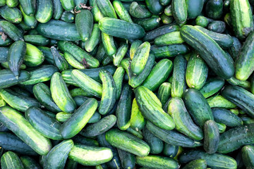 Cucumbers for a sale at a farmer's market.