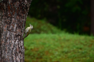 木にしがみつくヤマゲラの幼鳥