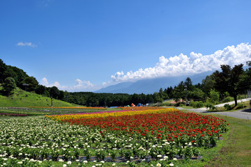 Fototapeta na wymiar 夏の富士見高原 鮮やかな花壇