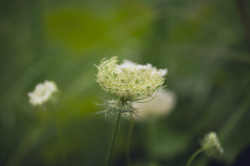 Queen Anne's Lace and grasses in a in a midwest prairie meadow