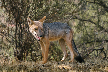 A coyote hiding in the bushes outside of Santiago in Chile