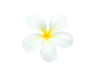 White plumeria rubra flowers blooming (frangipani) with water drops isolated on white background