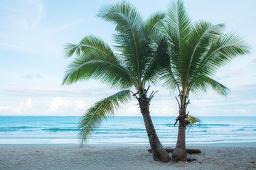Twin coconut tree on beach.