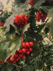 Red berries