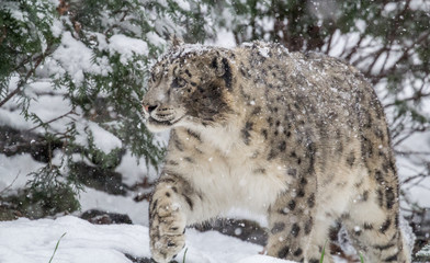 Snow Leopard Walking in Snow
