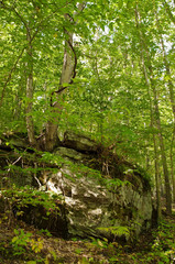 A large stone boulder in the forest in Warren County with trees growing upon it in northwest Pennsylvania, USA
