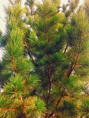 Green pine tree needles background