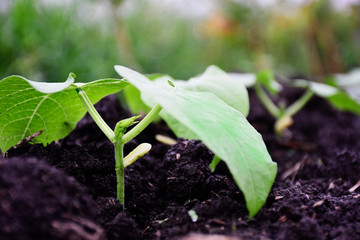 young fresh green leaves