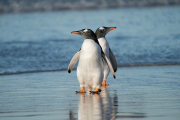 Falkland Pebble Island