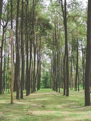 Beautiful summer forest of spruce tree, Vertical view