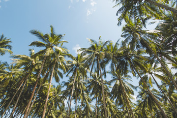 Palm or Coconut Tree, Cloudy Blue Sky and Tropical Beach