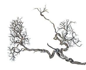 close up of dry branch