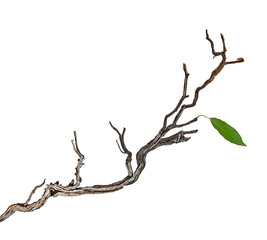 close up of dry branch