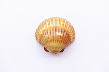 close up of seashell isolated on white background