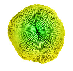 coral isolated on white background