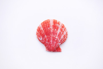 close up of seashell isolated on white background