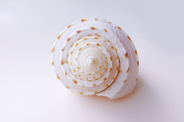close up of seashell isolated on white background