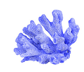 coral isolated on white background © Dmitry