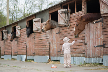 Little Girl feeds the horses
