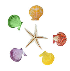 Close up of starfish and seashells