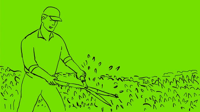 2d Animation motion graphics showing a gardener trimming pruning garden hedge with shears on white screen, green screen with alpha matte in  HD high definition.