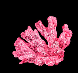 coral isolated on black background © Dmitry