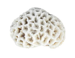 coral isolated on white background © Dmitry