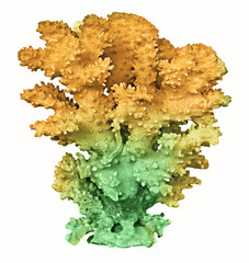 coral isolated on white background