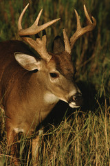 Fototapeta premium White-Tailed Deer buck (Odocoileus Virginianus)