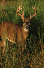 White-Tailed Deer buck  (Odocoileus Virginianus)