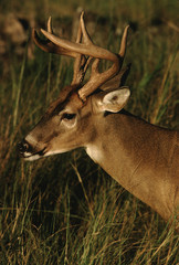 White-Tailed Deer buck  (Odocoileus Virginianus)
