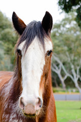 Clydesdale horse portrait, head shot, front on view