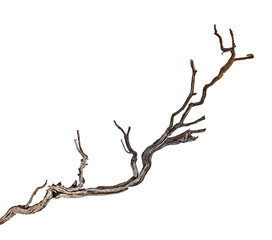 close up of dry branch
