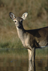 White-Tailed Deer doe (Odocoileus Virginianus)