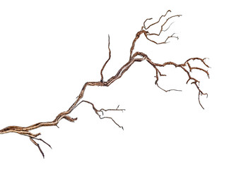close up of dry branch