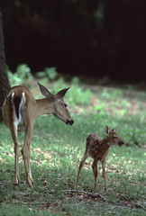 Naklejka na ściany i meble White-Tailed Deer doe and fawn (Odocoileus Virginianus)