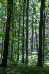 Obraz premium Impression of the Sonian Forest on a Sunny Afternoon in summer