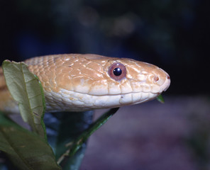 Yellow Rat Snake (Spilotes Pullatus)