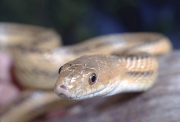 Yellow Rat Snake (Spilotes Pullatus)