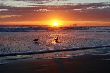 Orange beach sunset with sandpiper birds