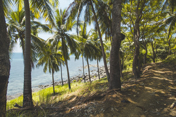Coconut Tree, Clear Sea Water and Tropical Beach Landscape