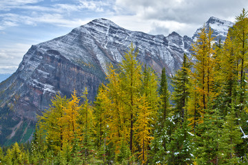 Yellow larches in Autumn above Lake Louise in Banff National Park, Alberta, Canada