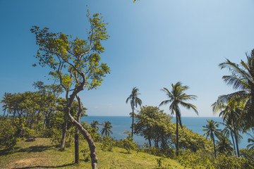 Beautiful Tropical Beach with Coconut Tree and Blue Sky