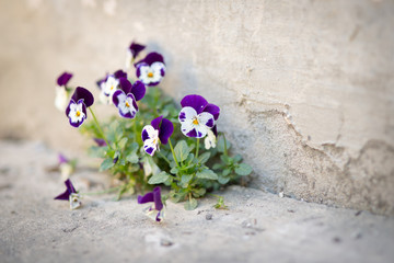 Flowers violas grow in concrete